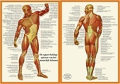 Anatomie poster spieren (Nederlands, gelamineerd, A4)