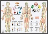 Anatomie poster meridianen en vijf elementen (NL, EN, DU, FR, gelamineerd, A2)