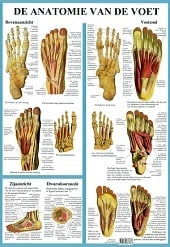 Anatomie poster voetskelet en voetspieren (Nederlands, gelamineerd, A2) + ophangsysteem