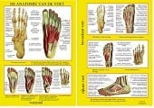 Anatomie poster voetskelet en voetspieren (Nederlands, gelamineerd, A4)