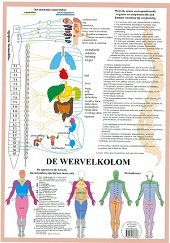 Anatomie poster vegetatief zenuwstelsel (Nederlands, gelamineerd, A2) + ophangsysteem