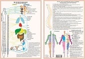 Anatomie poster vegetatief zenuwstelsel (Nederlands, gelamineerd, A4)