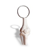 Anatomie model sleutelhanger kniegewricht (6 cm)