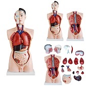 Anatomie model torso met organen, 19-delig, 85 cm