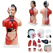 Anatomie model torso met organen, vrouw, 13-delig, 45 cm