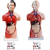 Anatomie model torso met organen, man + vrouw, 13-delig, 45 cm