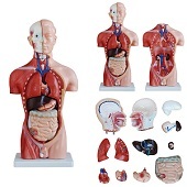 Anatomie model torso met organen, man, 13-delig, 45 cm