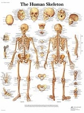Anatomie poster skelet (Engels, gelamineerd, 50x67 cm)