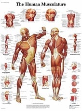 Anatomie poster spieren (Engels, gelamineerd, 50x67 cm)