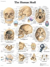 Anatomie poster schedel (gelamineerd, 50x67 cm)