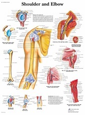 Anatomie poster schouder en elleboog (gelamineerd, 50x67 cm)