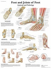 Anatomie poster voet (gelamineerd, 50x67 cm)