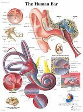 Anatomie poster oor en gehoorgang (gelamineerd, 50x67 cm) + ophangsysteem