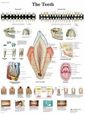 Anatomie poster gebit en tanden (gelamineerd, 50x67 cm) + ophangsysteem