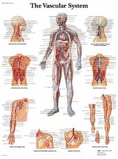 Anatomie poster bloedsomloop (gelamineerd, 50x67 cm)