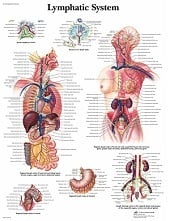 Anatomie poster lymfe (gelamineerd, 50x67 cm) + ophangsysteem