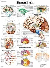 Anatomie poster hersenen (Engels, papier, 50x67 cm) + ophangsysteem