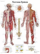 Anatomie poster zenuwstelsel (Engels, papier, 50x67 cm) + ophangsysteem