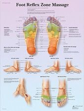 Anatomie poster voetreflexologie (gelamineerd, 50x67 cm)