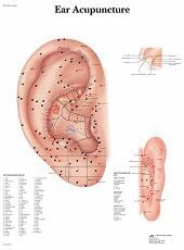 Anatomie poster ooracupunctuur (gelamineerd, 50x67 cm) + ophangsysteem