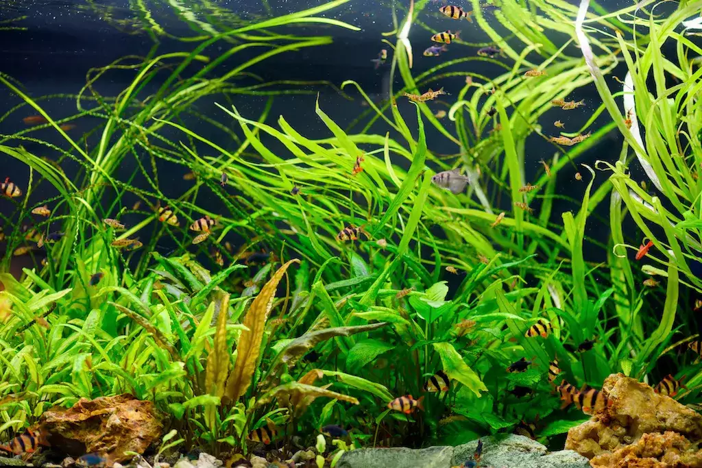 Vis planten aquarium