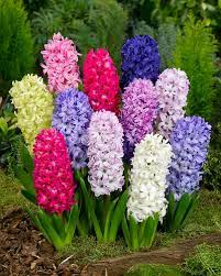 We hebben nog vele voorjaarsbollen, zoals Hyacinten, sneeuwklokjes, blauwe druifjes, Allium bollen en nog veel meer ...