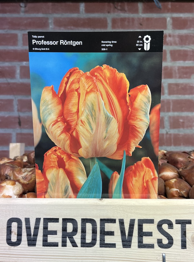 Tulpenbollen Professor Röntgen